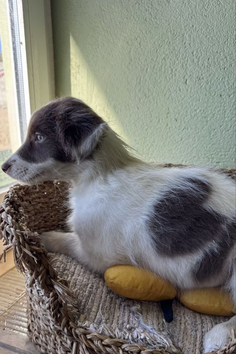 Menino Border Collie