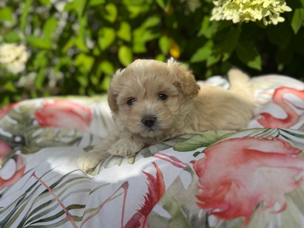 Maltipoo - suczka ;)