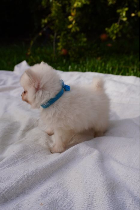 Spitz Anão mini macho