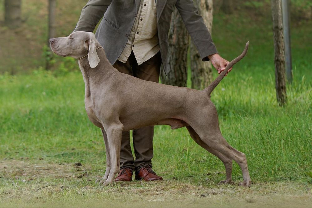 Wyżeł weimarski krótkowłosy Zkwp FCI suczka - gotowa do odbioru