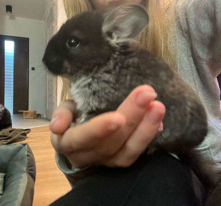 Szynszyl szynszyle czarna perła gratis