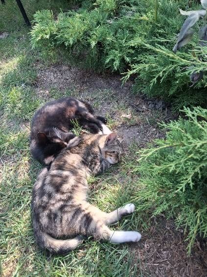 Piekne młode kotki szukają domu