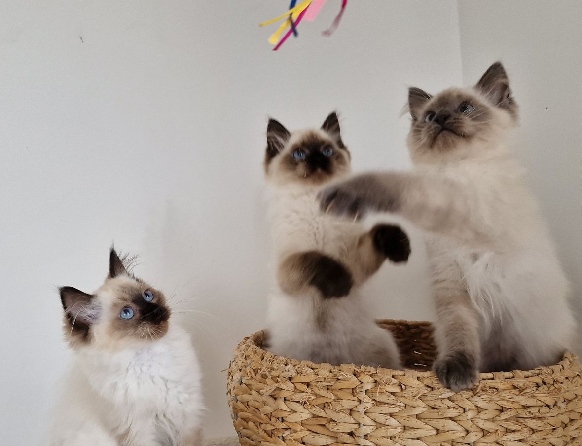 Kocurek ragdoll z międzynarodowym rodowodem FIFE.