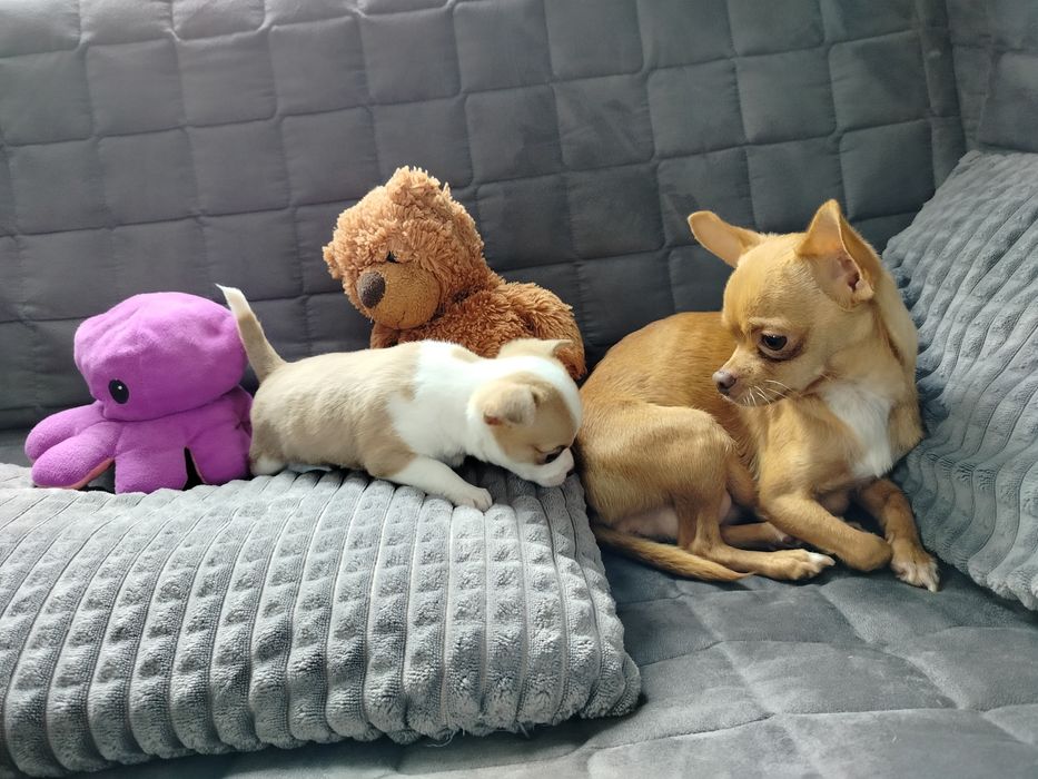 Sprzedam pieska Chihuahua krótkowłosy
