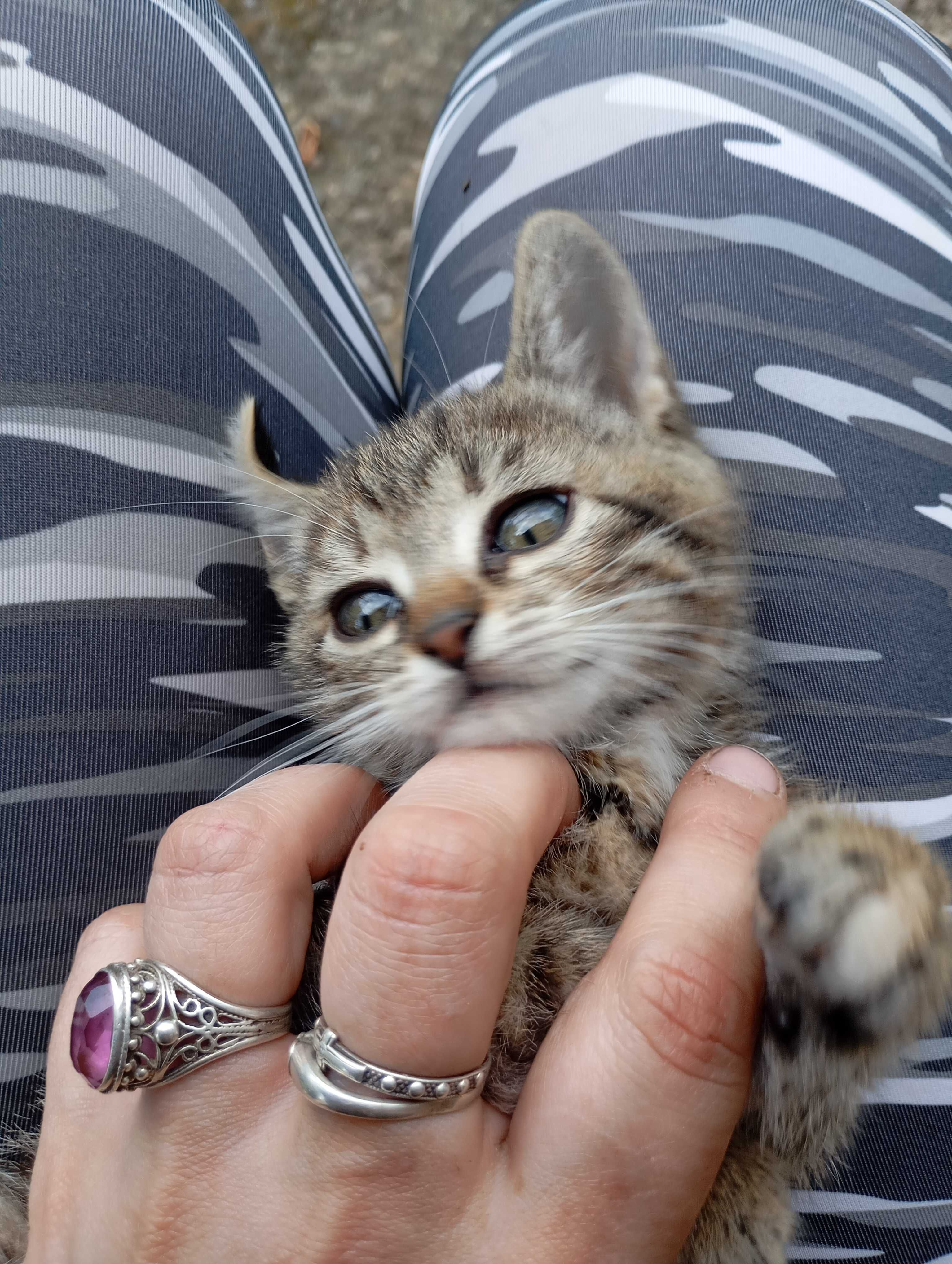 Кішка смугаста 1,5 місяці в добрі ручки