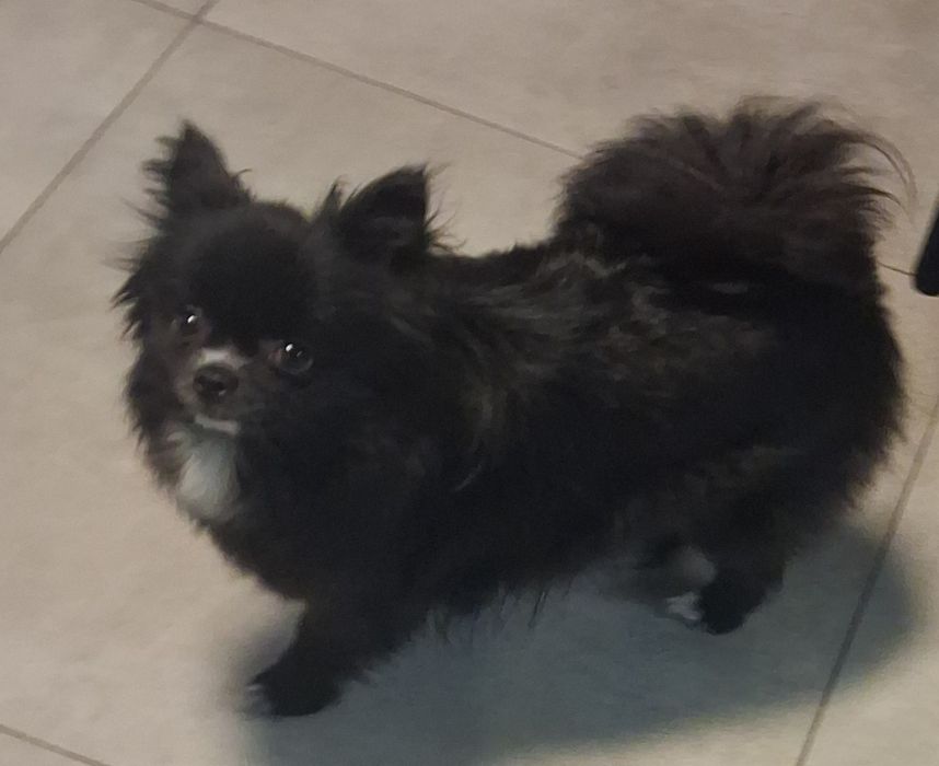 Szpic miniaturowy pomeranian sunia