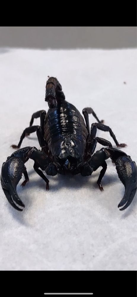 Heterometus petersi skorpion