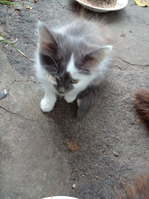 Пушистые, веселые, здоровые котята.