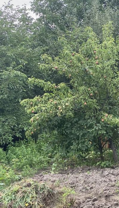 Ділянка 12,5 сот. м. Обухів, ж-м Лукавиця.