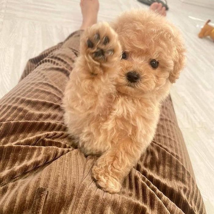 Хлопчик мальтипу — пухнастий малюк 2 місяці, вакцина, паспорт