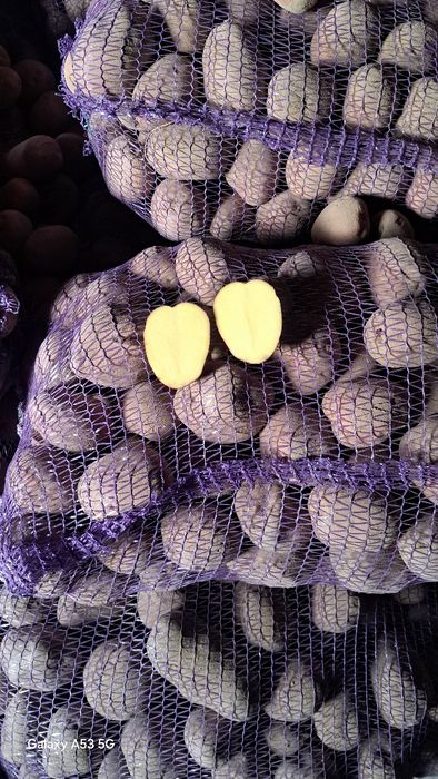 Продам домашню картоплю