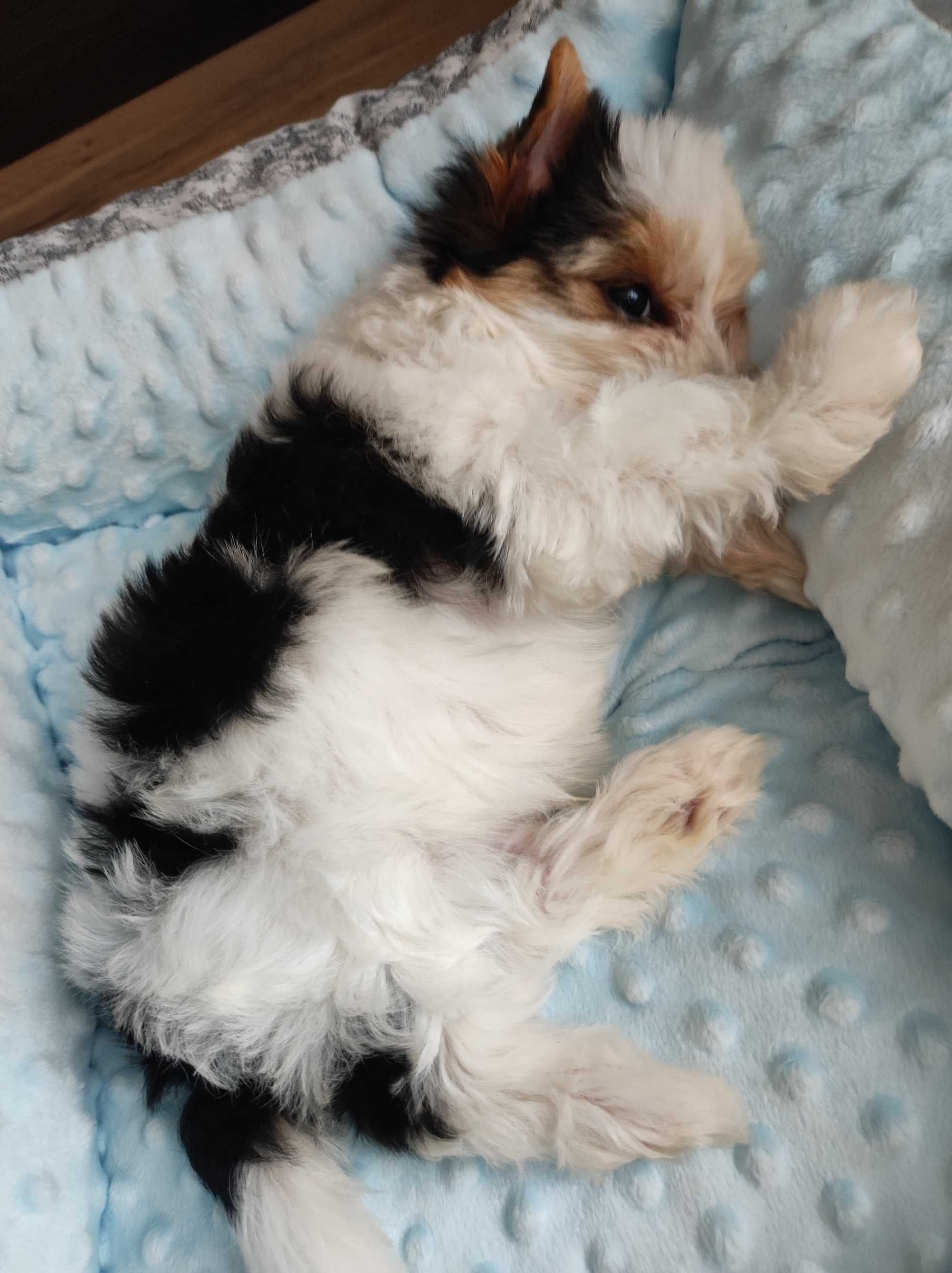 Yorkshire terrier