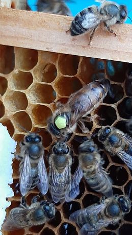 Matka pszczela czerwiąca krainka Prima 2022