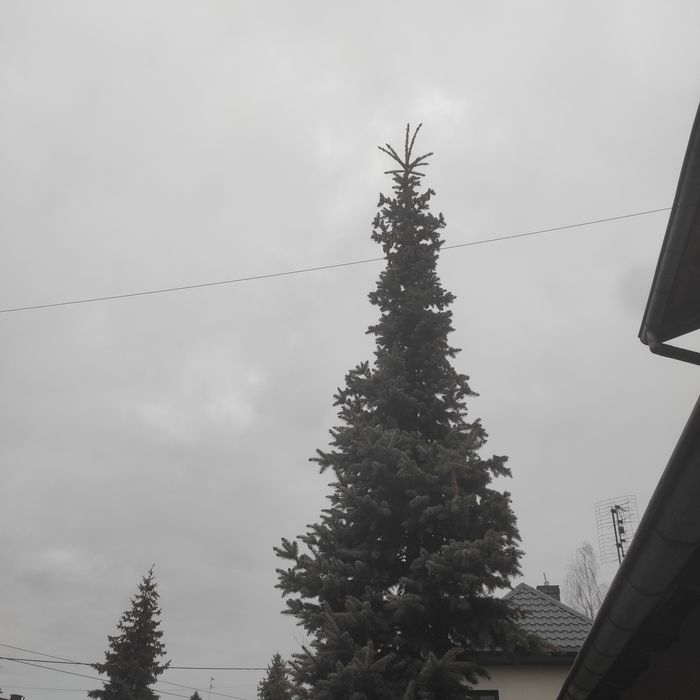 Choinka, świerk srebrny