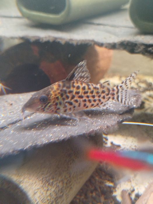 Kirysek Agassiza 8 sztuk dorosłe