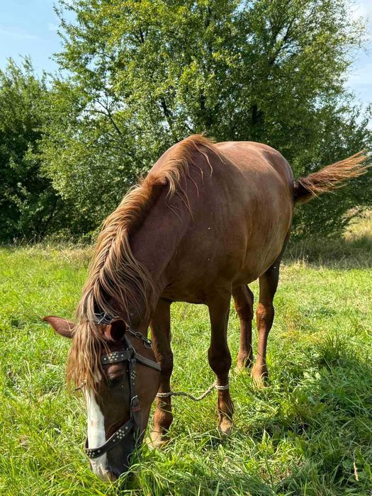 Продам Кобилу, 9 років