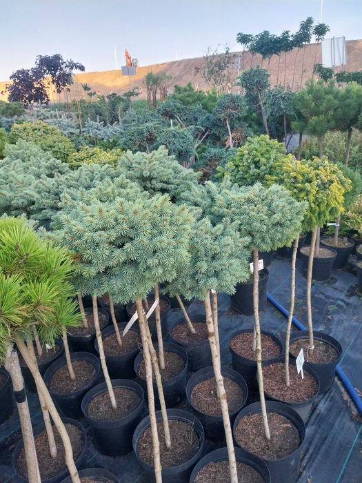 Dostawa gratis Bonsai Sosna świerk KULA SZCZEPIONA na pniu 10l