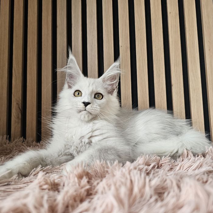 Kocurek Maine coon rodowód fpl hodowlany do hodowli
