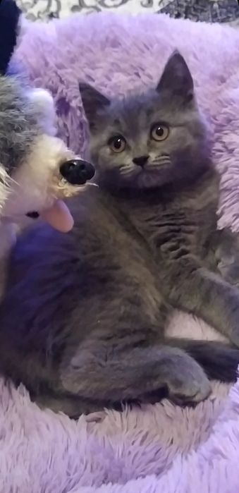 Кошечка шотландская прямоушка