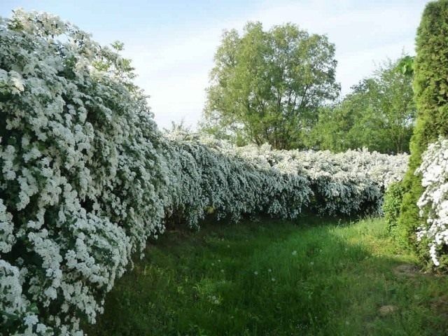 Спірея вангутта , спирея , невеста , білий кущ, жива огорожа