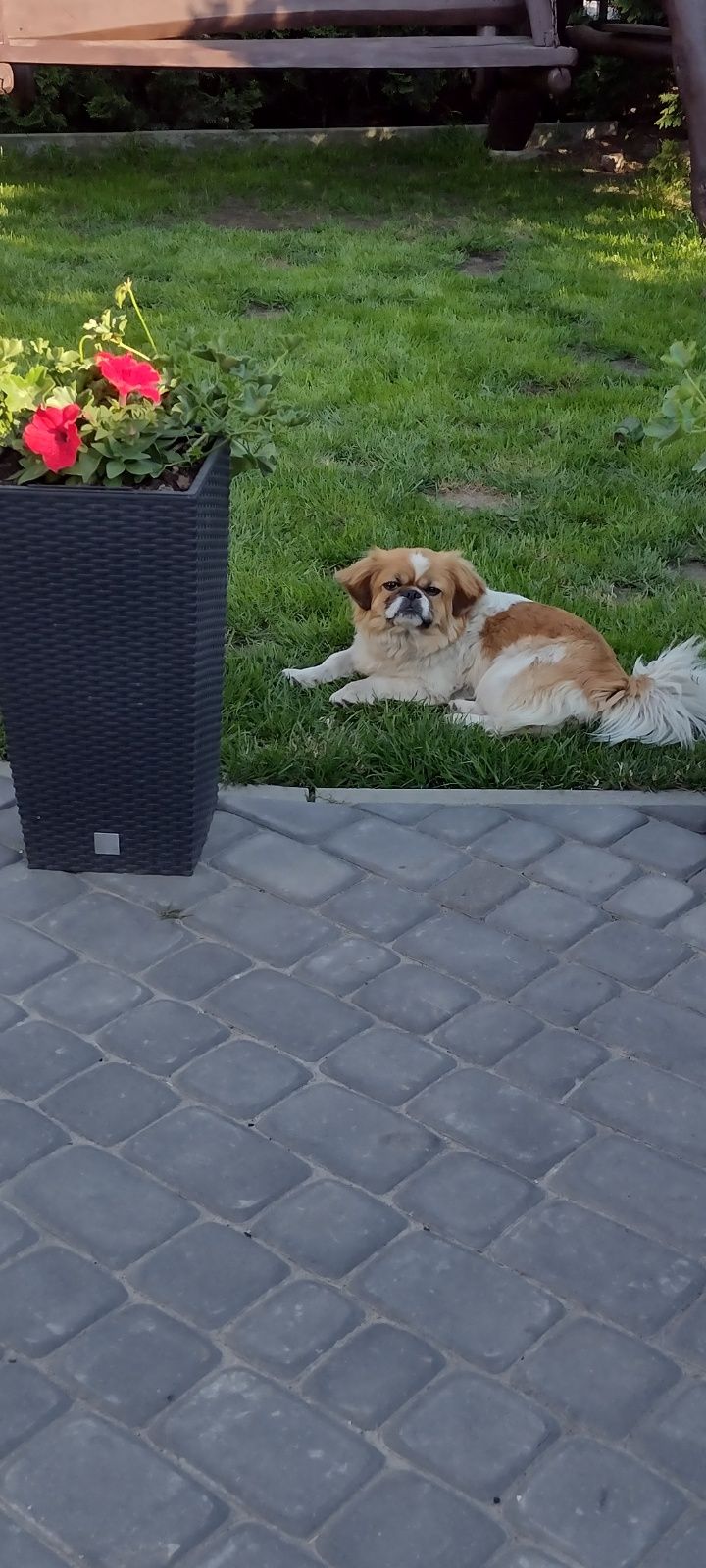 Pekińczyk królewski