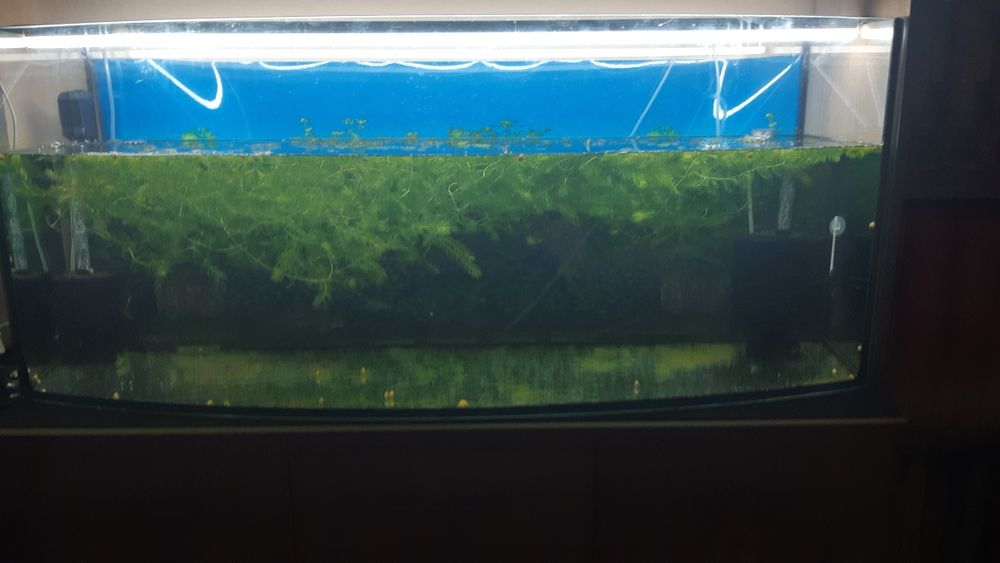 Sprzedam lub zamienię akwariumy 205 litrów 120 cm szerokość