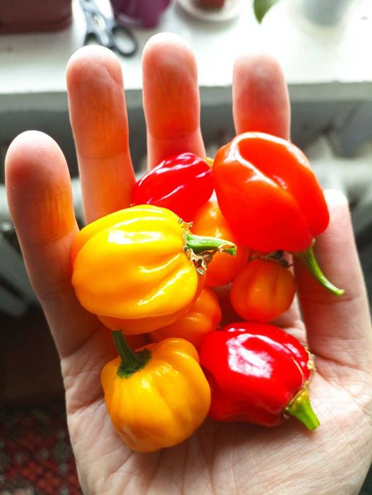 Острые перцы семена. Срочно. Гострі перці. Хабанеро семена.