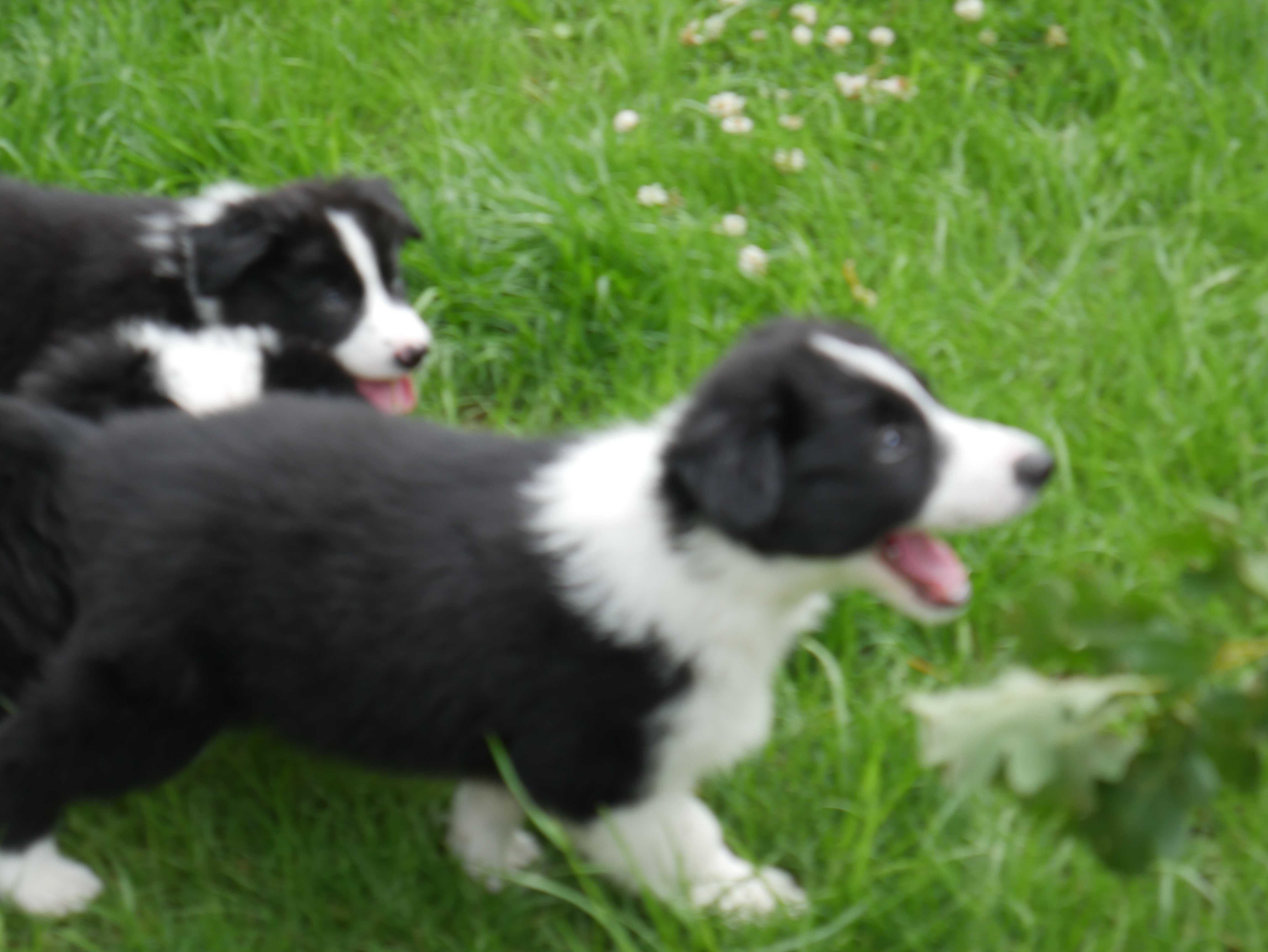 Border Collie - piesek