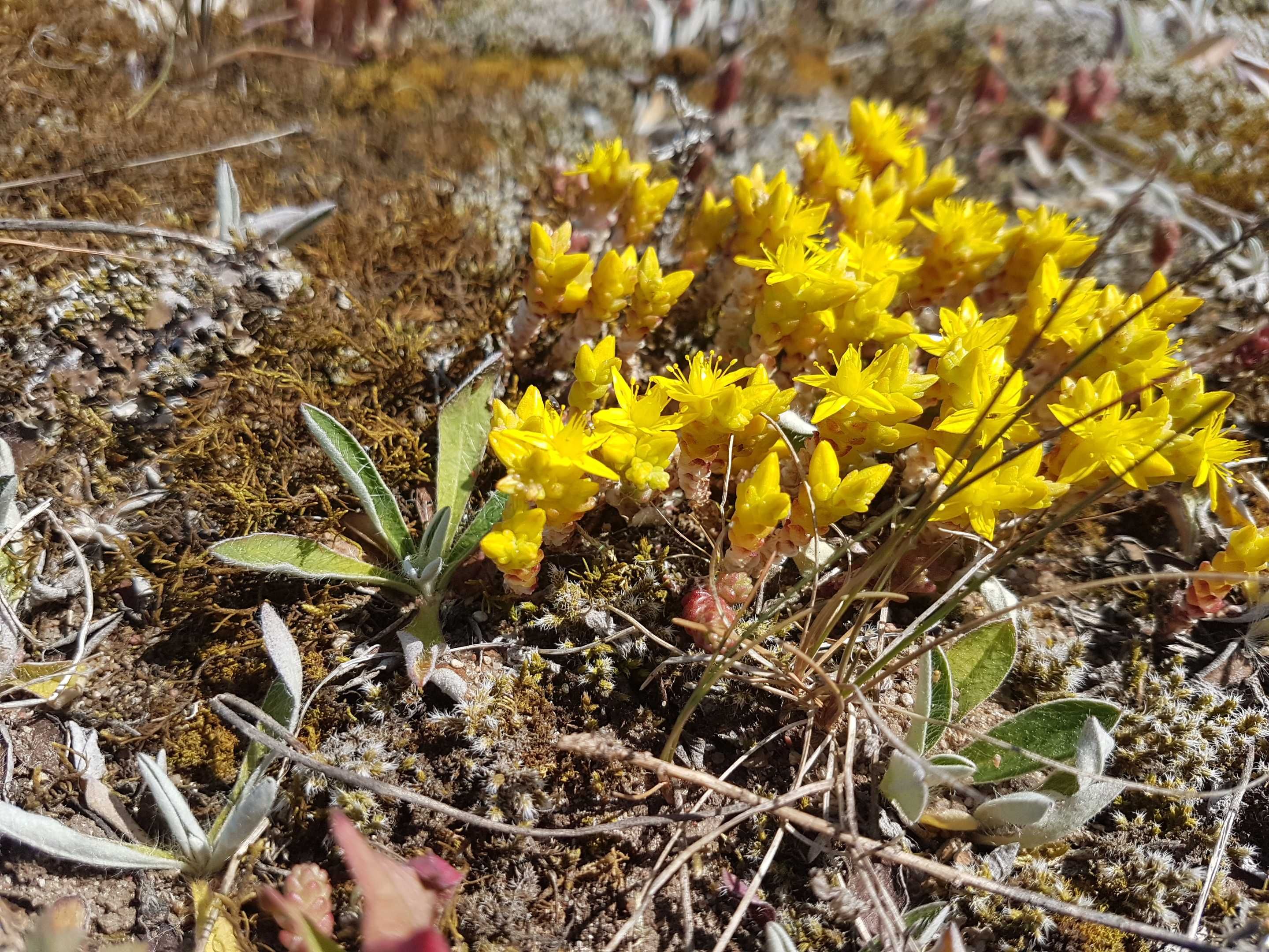 Rozchodnik ostry ( Sedum acre L ) sadzonki 10 sztuk  na skalniak