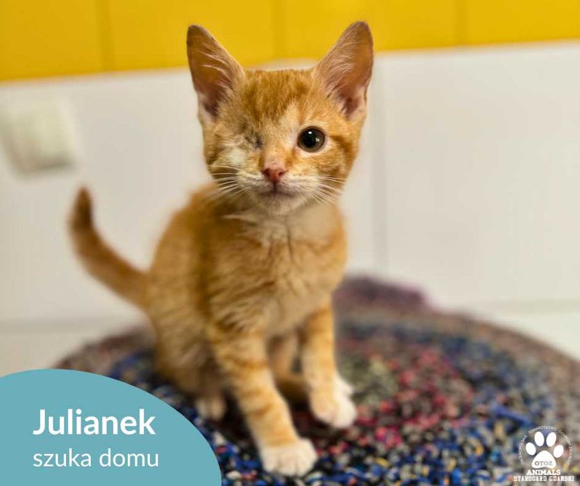 Mały, kochany kociak Julianek do adopcji