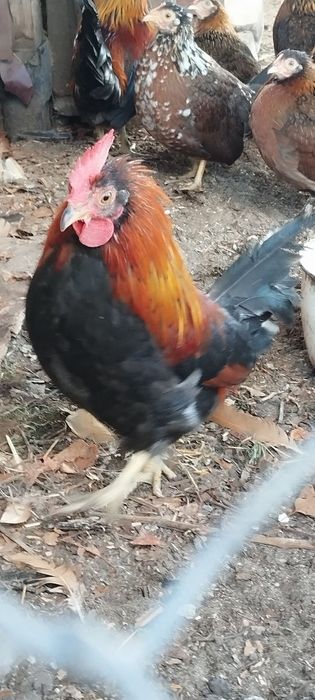 Продам карликовых петушков