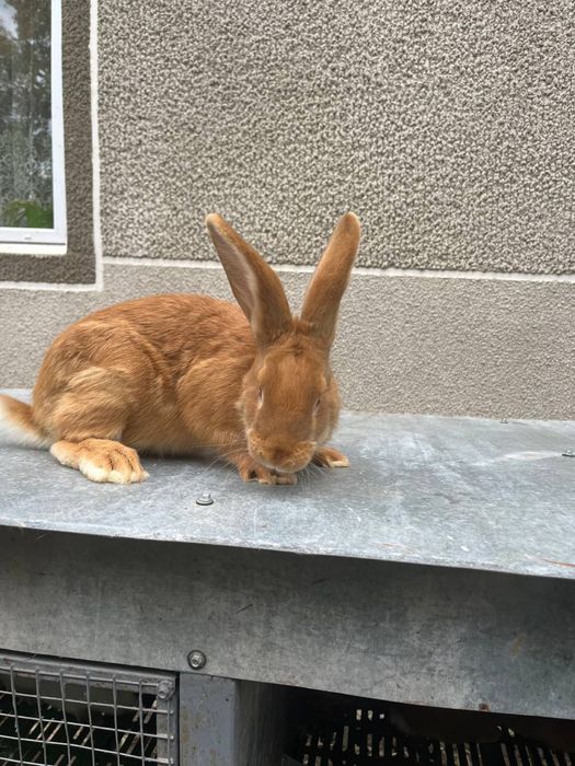 Кролики великі та маленькі