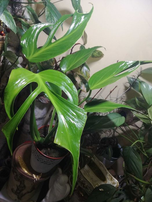 Monstera Burle Marx Flame philodendron RZADKOŚĆ kolekcjonerska natura