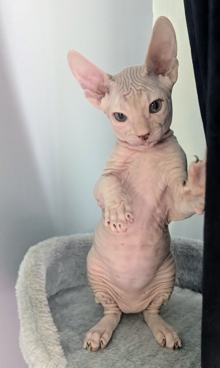 Sfinks Doński,  Don Sphynx