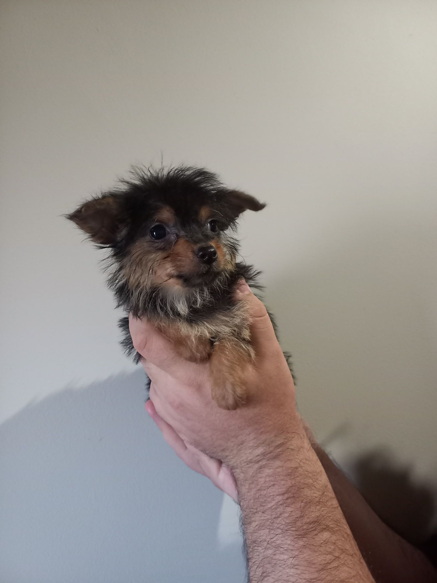 Yorkshire x chihuhua macho