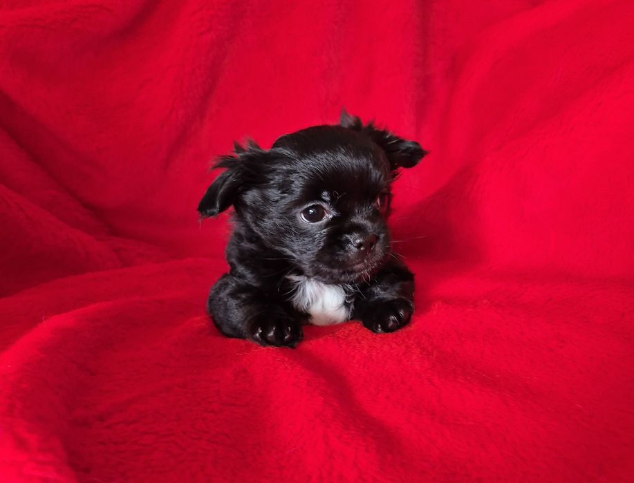Zarezerwowana Czarna suczka chihuahua