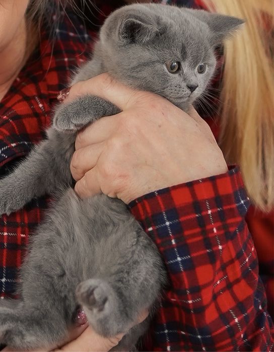 Шикарні чистокровні сірі висловухі кошенята шотландці, британці