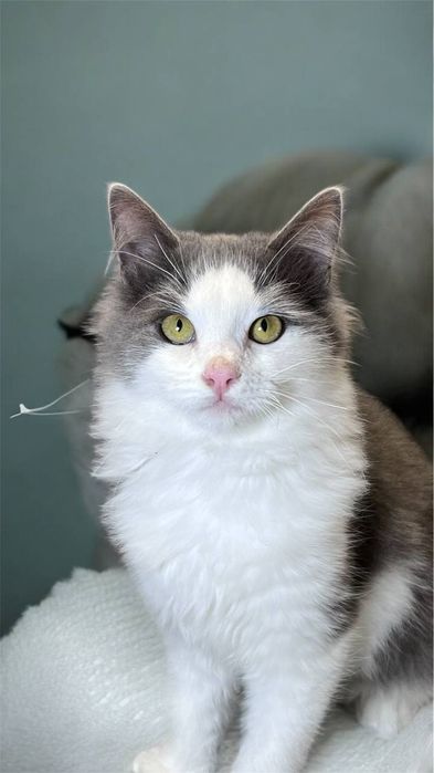 Молодий котик шукає дім.