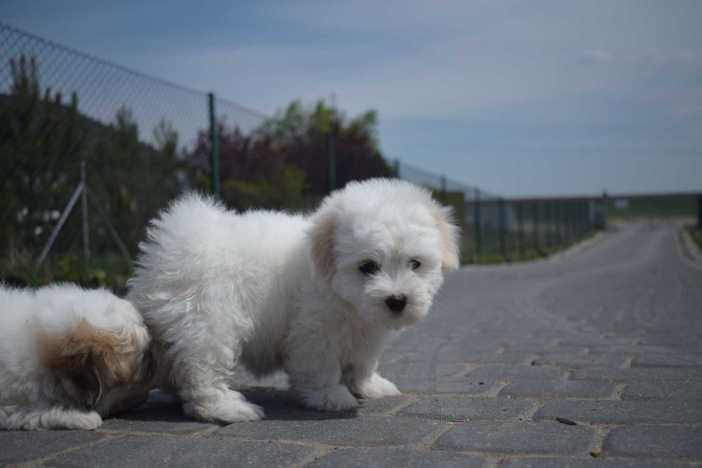 Coton de Tulear szczenię o imieniu Figo