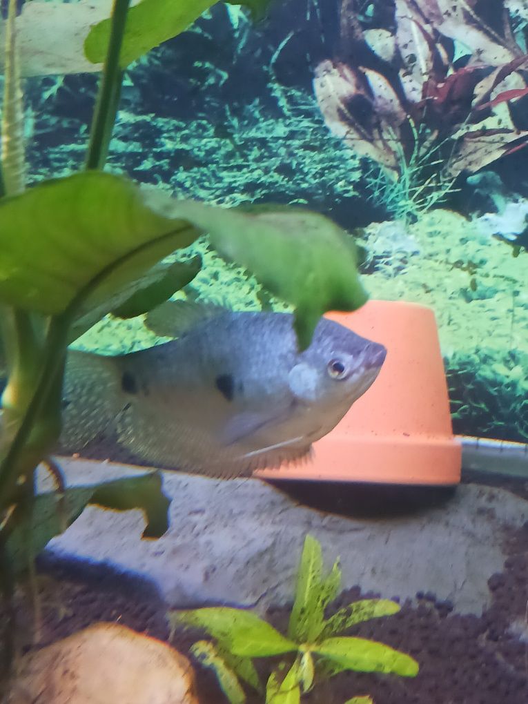 Peixe gouramis já adulto