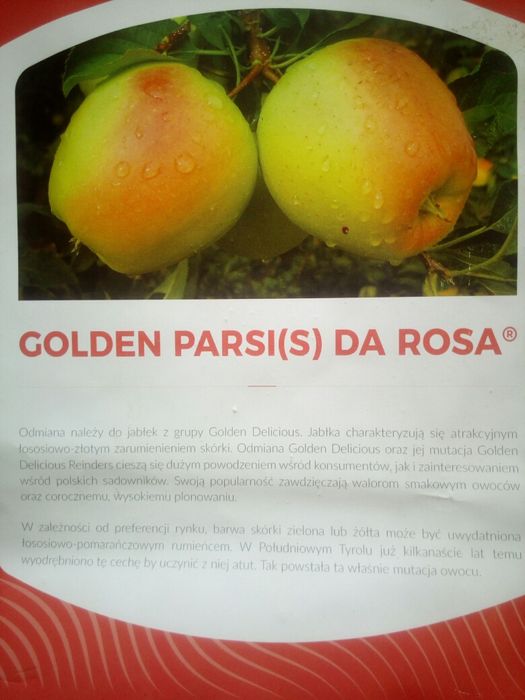 Drzewka Golden Parsi(s) Da Rosa