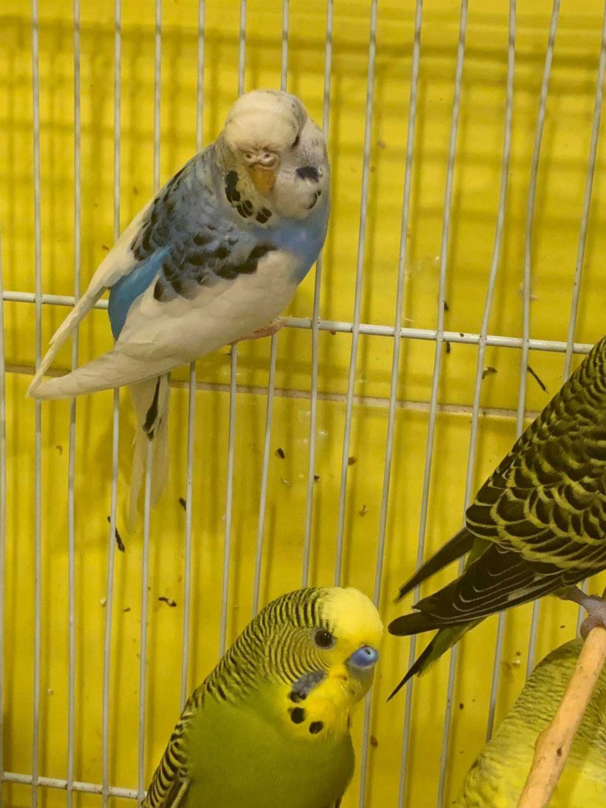 Попугай чех-получех зеленые и желтые, самки и самцы