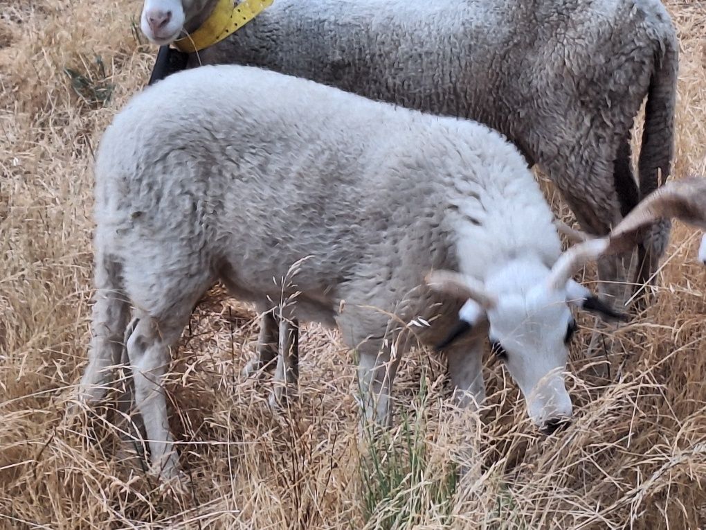Borrego cruzado para mudar de pasto
