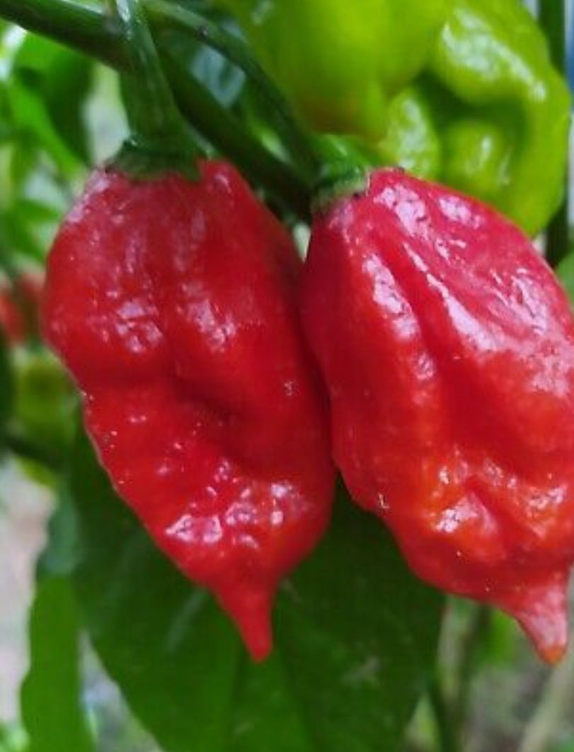 Novas adições: pimentas/ chilli peppers/ "malaguetas"