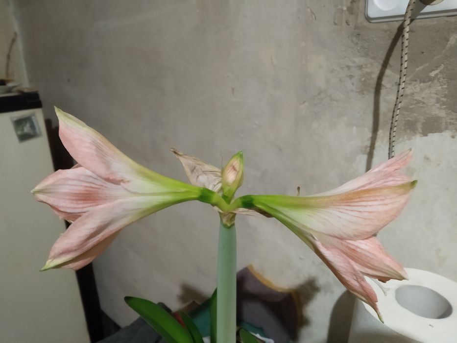 Продам гиппеаструм червоного кольору