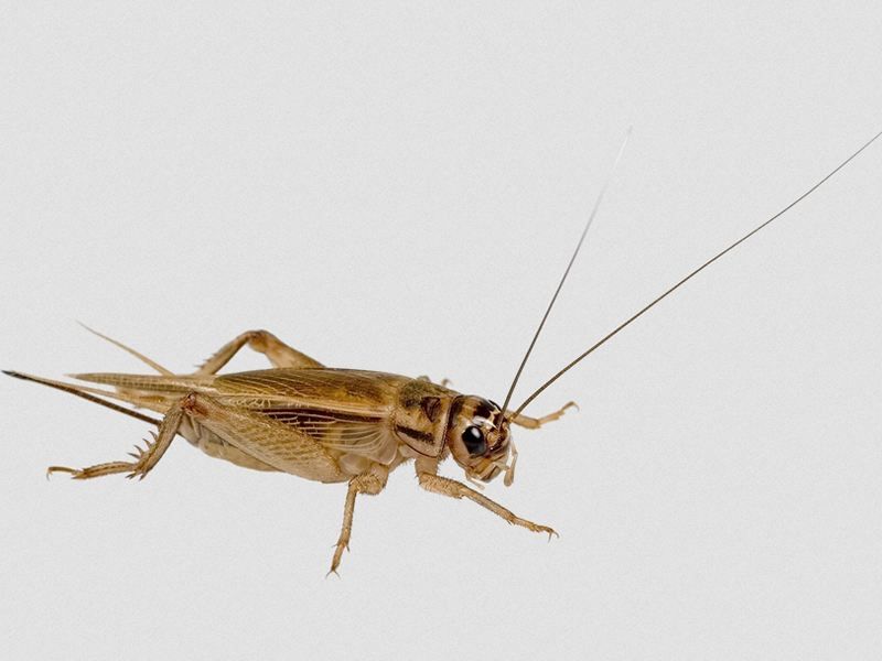 Цвіркун сверчек для рептилий гекон эублефар хамелион