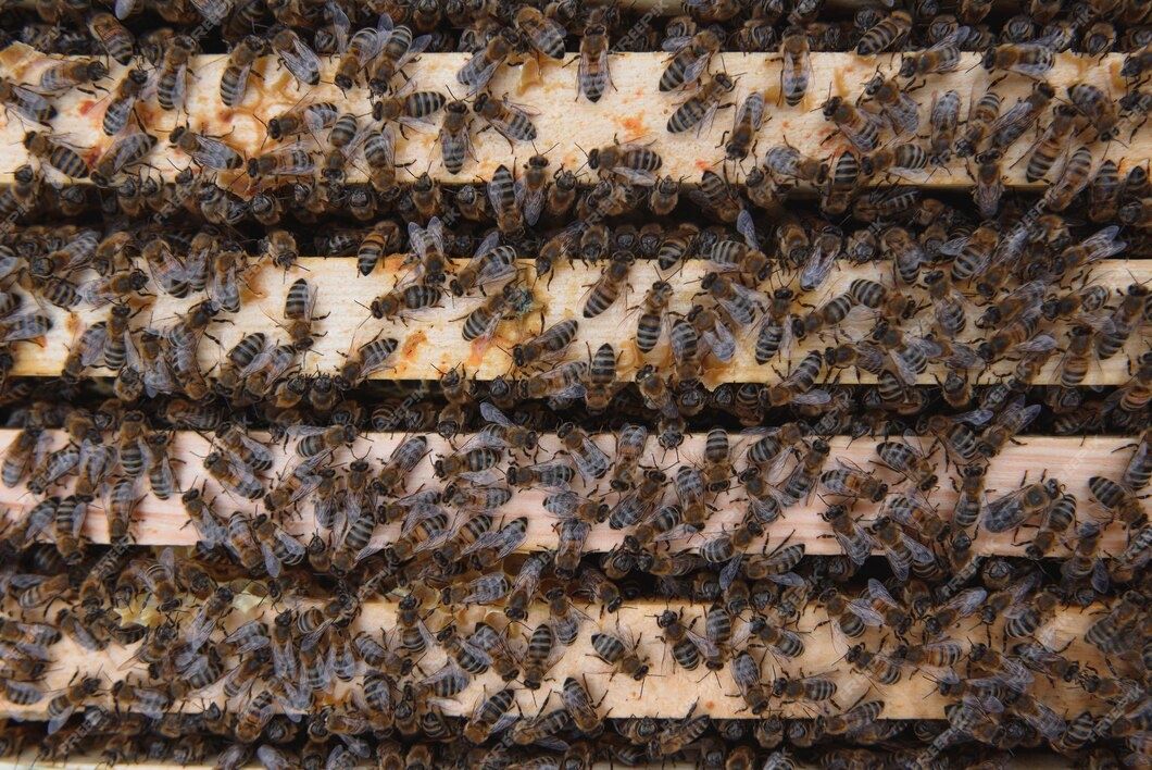 Пчелосемьи, пчелы на рамку 300.