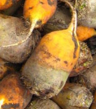 Buraki pastewne, buraki