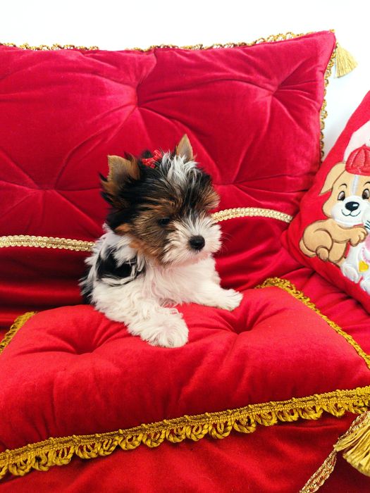 Śliczna suczka Figa z metryką ZkwP/FCI Biewer Yorkshire terrier.