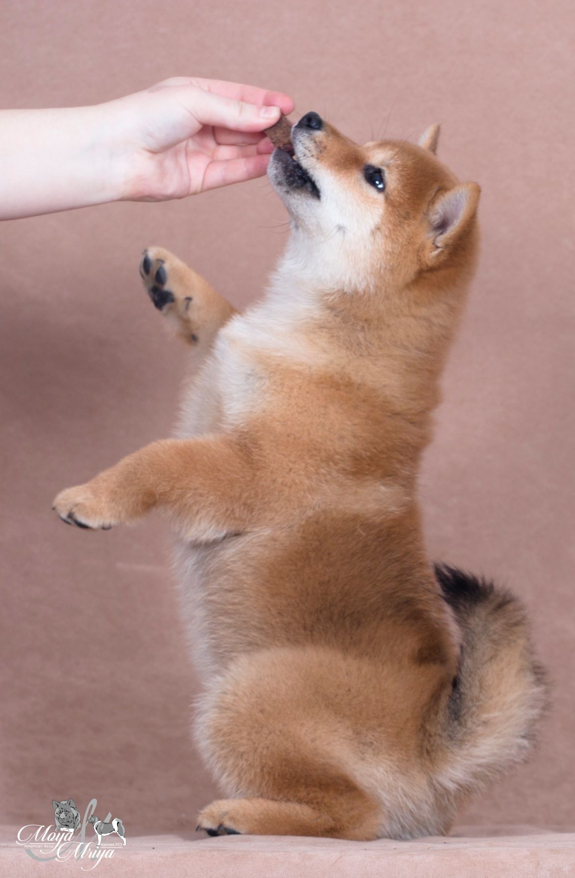 Шиба-іну / шиба ину / shiba